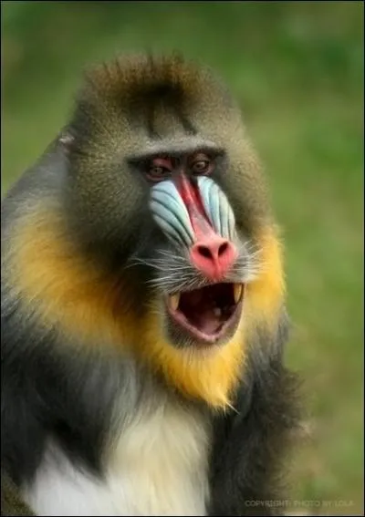 Le mandrill dort dans la position assise !
