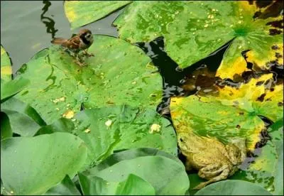 Que va-t-il se passer, ce moineau va-t-il attaquer la grenouille ?