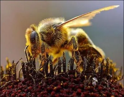 Si l'abeille disparat, la race humaine n'a plus que quatre ans  vivre !