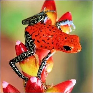 Si vous saignez ou si vous tes en sueur, tenir une grenouille dendrobate  la main peut signer votre arrt de mort !