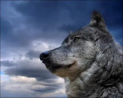 Chez les loups, le mle dominant s'appelle le gros bta !