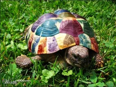 Il existe une tortue arboricole, qui vit dans les arbres et qui peut faire des bonds de plusieurs mtres !