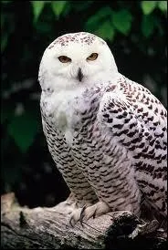 ''NOMS D'OISEAUX'' 
Quel nom d'oiseau n'existe pas ?