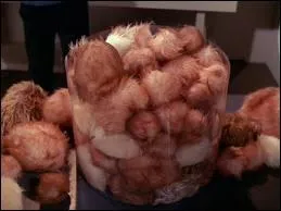 Ce sont bien des cratures extra-terrestres, que les tribules (tribbles en VO). Quel quipage a affaire  leur reproduction inconsidre ?