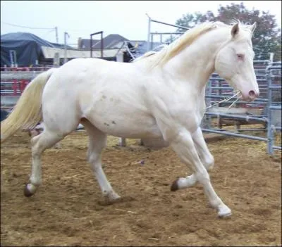 Ce cheval est :