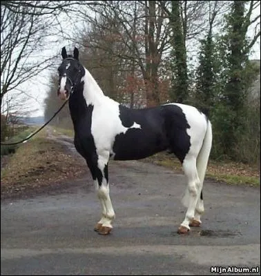 Ce cheval est :