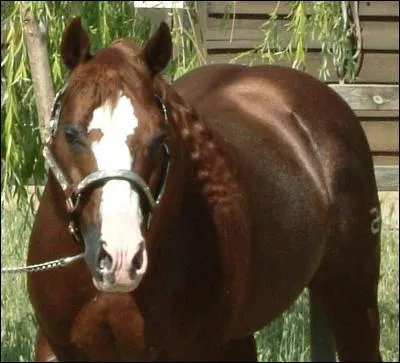 Ce cheval est :