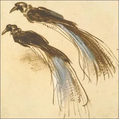 Qui a peint deux tudes d'un oiseau de Paradis ?