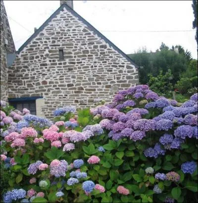 Fleur indissociable  la Bretagne, elle se dcline en rose, en blanc et surtout en bleue dans cette contre... .