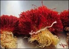 Stigmate du  Crocus Savitus .