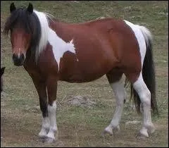 Quelle est la robe de ce poney ?