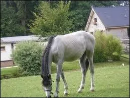 Et celle de ce cheval ?