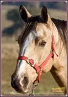 Et la race de ce cheval qui joue dans Grand Galop ?