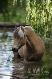 Et celle de celui-ci, mon poney prfr ?