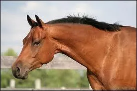 A quelle race appartient cet talon ?