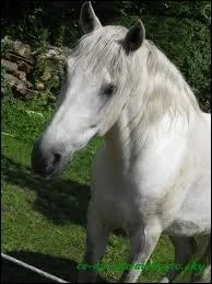 Quelle est la race de ce cheval qui appartient  mon centre questre ?