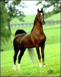 Quelle est la race de cheval ?