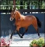 Quelle est la race de ce poney venant d'Angleterre ?