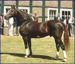 Quelle est la race de ce cheval ?