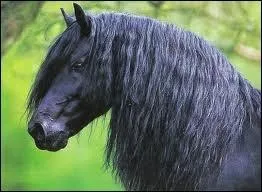 Quelle est la race de cheval noir ?