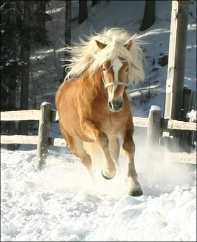 Et la robe de ce bel talon Haflinger ?