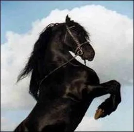 Et ce Frison, est-il un noir ?