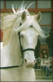 Quelle est la robe de ce cheval ?