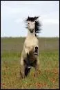 Quelle est la robe de ce cheval qui se cabre ?