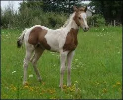 Comment se nomme la belle robe de ce poulain ?