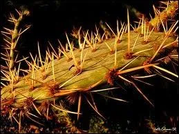 Le premier pays européen ayant légiféré sur le stress au travail est le Danemark. Y aurait-il une malédiction antique liée au "travail" ? 
Mais quelle son étymologie ?