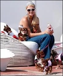 La photo ici est celle d'une grande spcialiste des chihuahuas qui semblent tre ses chiens favoris. Qui est-elle ?