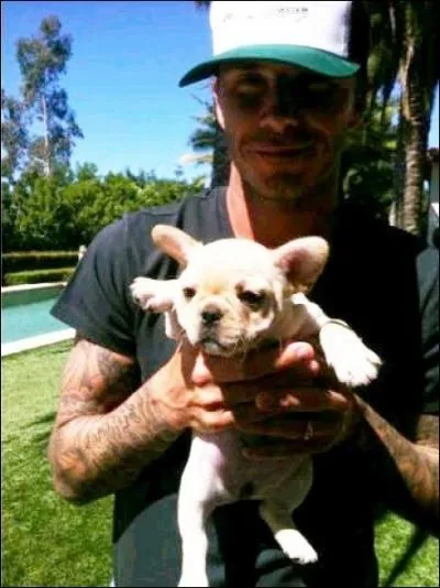 Qui tient la mignonne petite chienne Scarlett dans ses mains, bulldog anglais qui vient tenir compagnie  Coco, le bouledogue franais qui est dj dans la famille ?