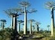 Quiz Madagascar