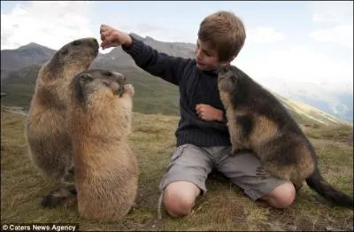 O trouve-t-on la marmotte en France ?