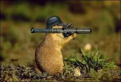 Les marmottes sont carnivores et chassent en meute !