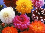 Quiz L'orthographe des plantes  fleurs en images
