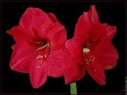 Plante bulbeuse originaire d'Afrique du Sud  grandes fleurs d'odeur suave.