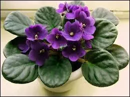 Petite plante originaire de Tanzanie,  feuilles velues, vert fonc, aux fleurs bleu-violet ou roses.