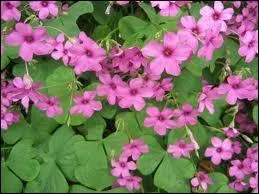 Plante  fleurs roses de l'Eurasie tempre dont la tige et les racines fournissent un glucoside, la saponine qui mousse comme du savon.