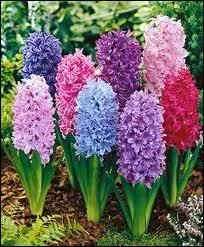 Plante bulbeuse de la famille des liliaces aux grappes de fleurs tombantes parfumes.