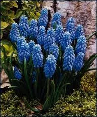 Plante d'Europe, d'Afrique du Nord et d'Asie occidentale,  fleurs bleues ou blanches disposes en grappes et trs parfumes.