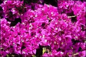 Plante grimpante originaire d'Amrique  feuilles persistantes,  fleurs entoures de 3 bractes, violettes, roses ou oranges.