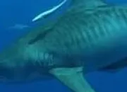 Quiz Les requins