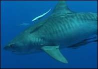 Quelle est la particularit du requin tigre ?