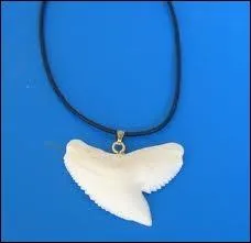 A quelle espce de requin appartient cette dent ?