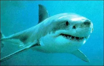 O rencontre-t-on le plus souvent les grands requins blancs ?
