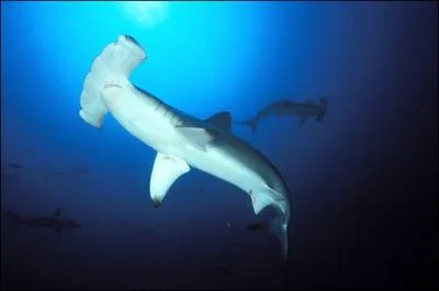 Quelle est l'utilit principale de la forme de la tte du requin marteau ?