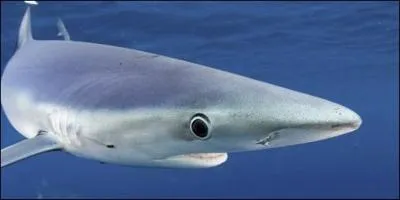 Quel est l'autre nom du requin bleu ?