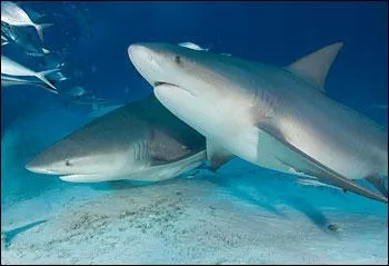 Quel est le nom de cette espce de requin ?