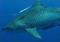 Quiz Requins